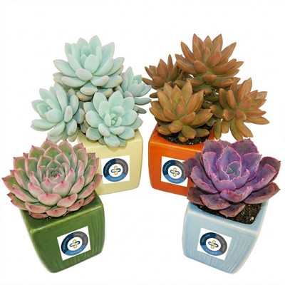 Assorted Succulents in Colorful Ceramic Pot